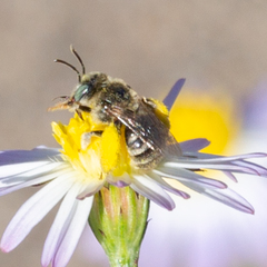 Anthophorula
