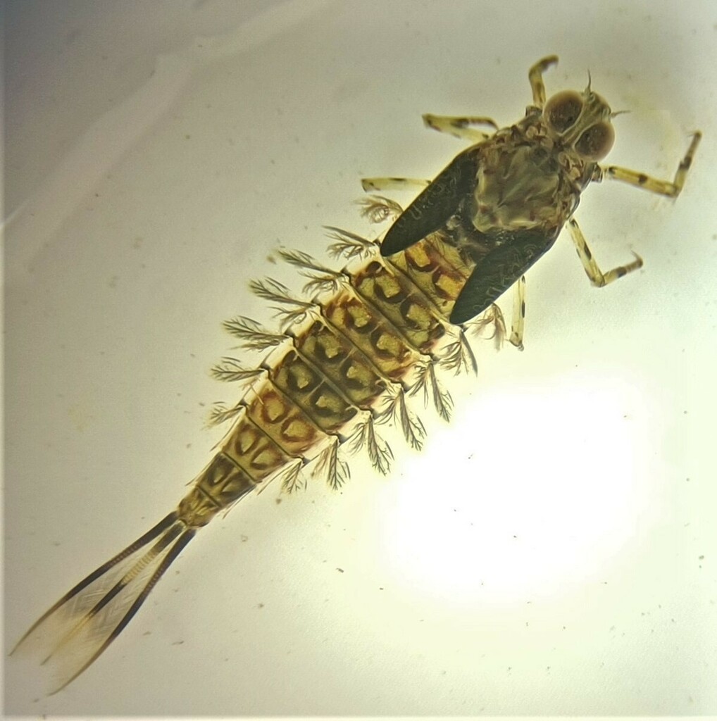 Rallidentidae