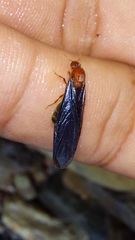 Solenopsis bicolor