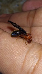 Solenopsis bicolor