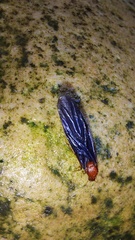 Solenopsis bicolor