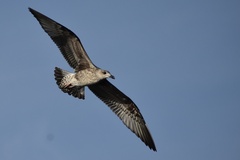 Larus fuscus