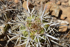 Trichocereus chiloensis