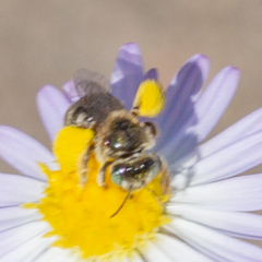 Anthophorula