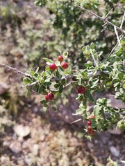 Condalia warnockii