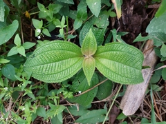 Miconia crenata