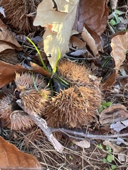 Castanea mollissima