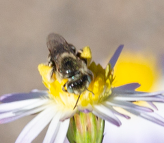 Anthophorula
