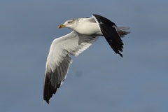 Larus fuscus
