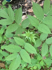 Sambucus racemosa