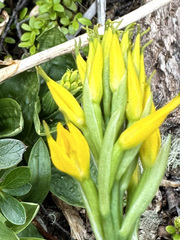 Gavilea lutea