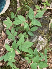 Rubus pubescens