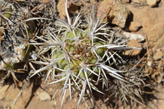 Trichocereus chiloensis