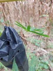 Abracris flavolineata