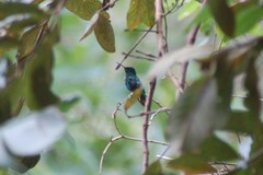Thalurania glaucopis