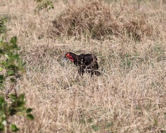 Bucorvus leadbeateri