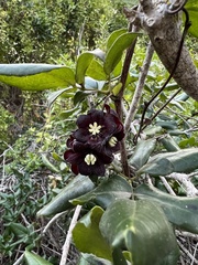 Lardizabala biternata