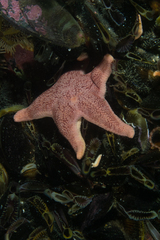 Diplodontias singularis