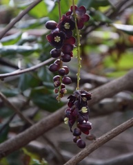 Lardizabala biternata