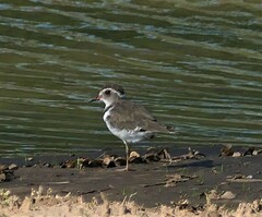 Charadrius tricollaris
