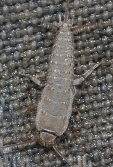 Ctenolepisma almeriensis