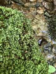 Rhizomnium punctatum