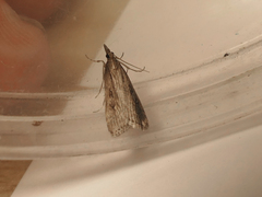 Eudonia octophora