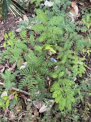 Mimosa strigillosa