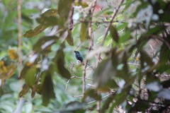 Thalurania glaucopis