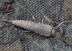 Ctenolepisma almeriensis