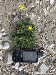 Chondrilla chondrilloides
