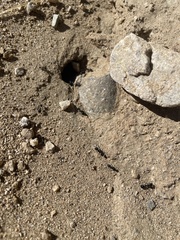 Veromessor pergandei