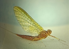 Rallidens mcfarlanei