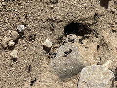 Veromessor pergandei