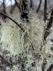 Alectoria sarmentosa