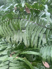 Nephrolepis exaltata