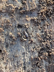 Sepedophilus