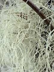 Alectoria sarmentosa