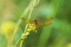 Perithemis icteroptera