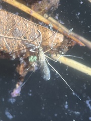 Culicinae