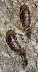 Lymantria dispar