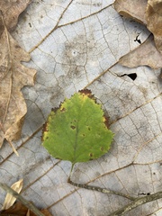 Crataegus marshallii