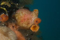 Paramolgula gregaria