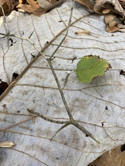 Crataegus marshallii