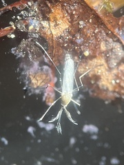 Culicinae