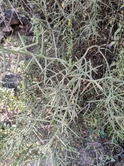 Koeberlinia spinosa