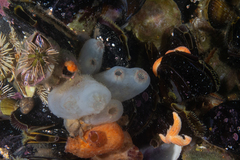 Ascidiella aspersa