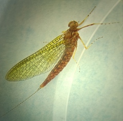 Rallidens mcfarlanei