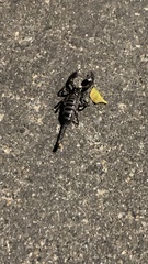 Pandinus imperator