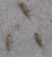 Ctenolepisma almeriensis